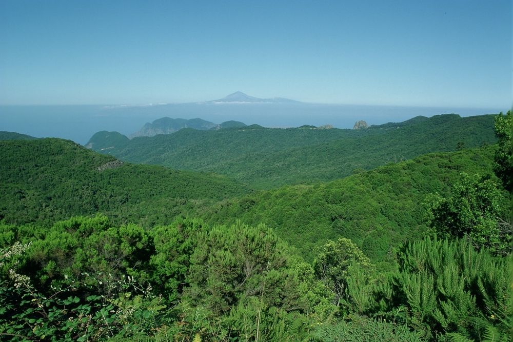 Vista del Parque Nacional de Garajonay, reducto de la laurisilva en La Gomera.