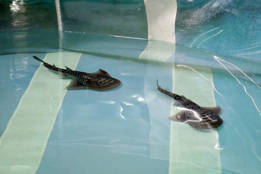 El zoológico Loro Parque cuenta con una pareja de tiburones 'Rhina ancylostomas', una especie que podrá verse por primera vez en un acuario en España y que está catalogada como vulnerable.