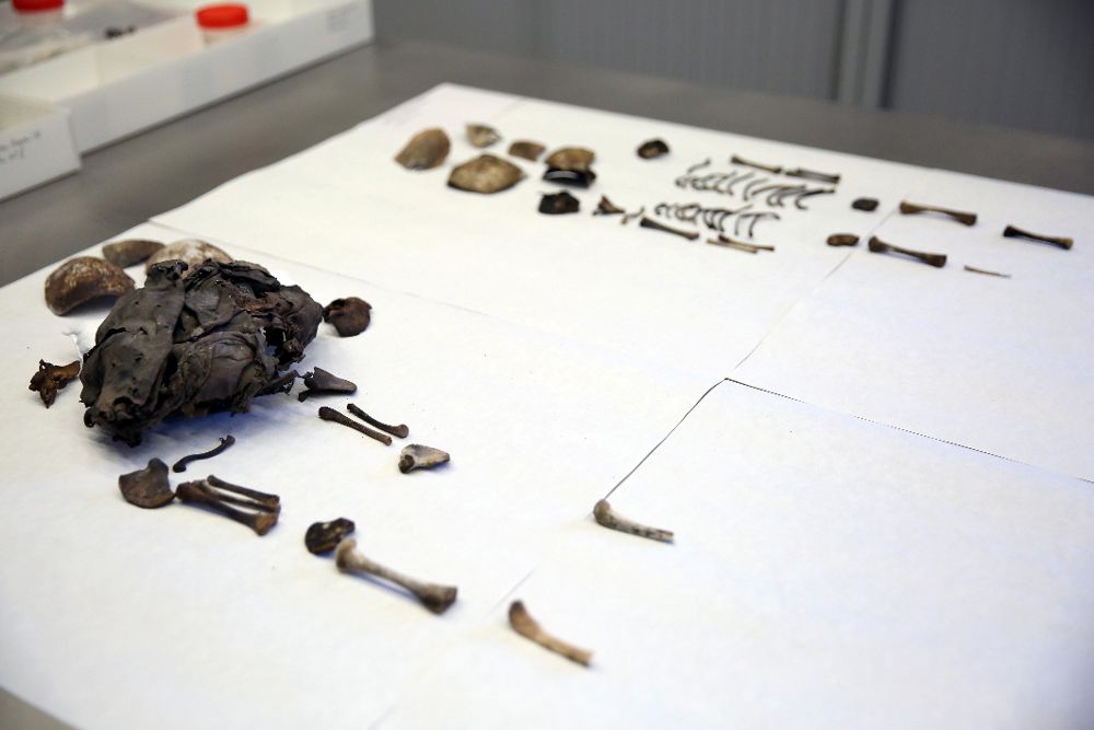 El Museo de Naturaleza y Arqueología de Tenerife presentó hoy los restos momificados de los dos recién nacidos guanches.