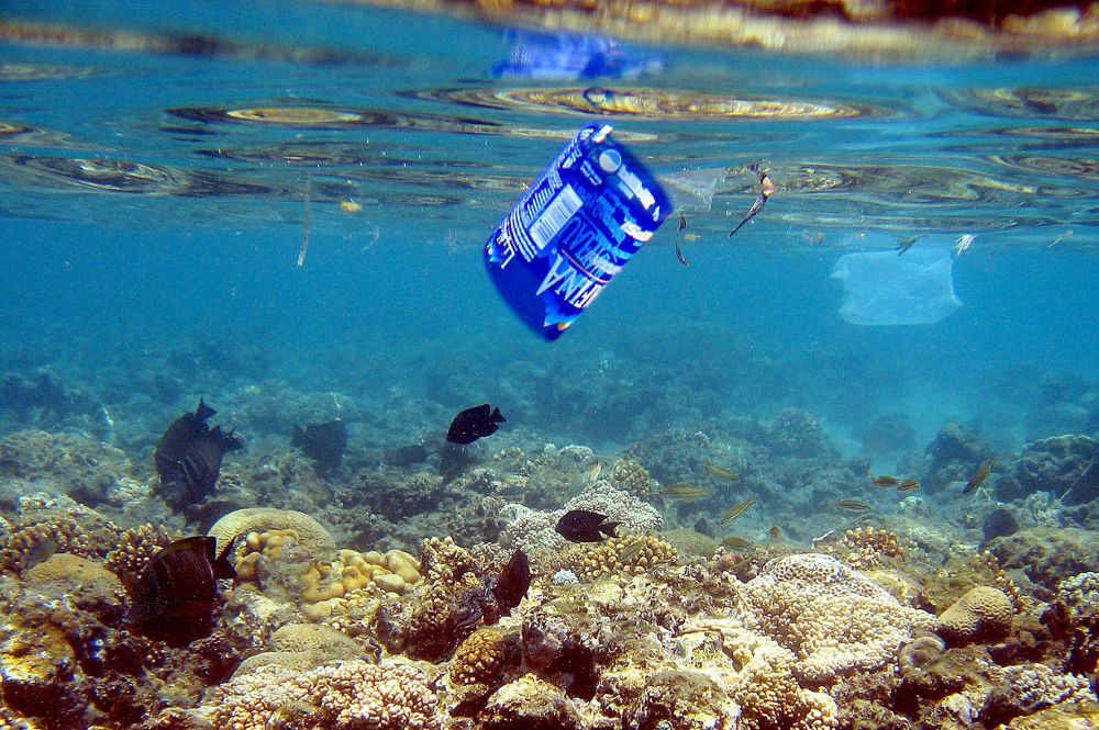 Peces nadando en un arrecife junto a la etiqueta de una botella y a una bolsa de plástico en la costa del Mar Rojo en Naama Bay, Egipto. 