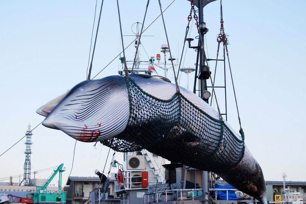 Operarios descargan a una ballena Minke de un barco en el puerto Kushiro, en Hokkaido (Japón).