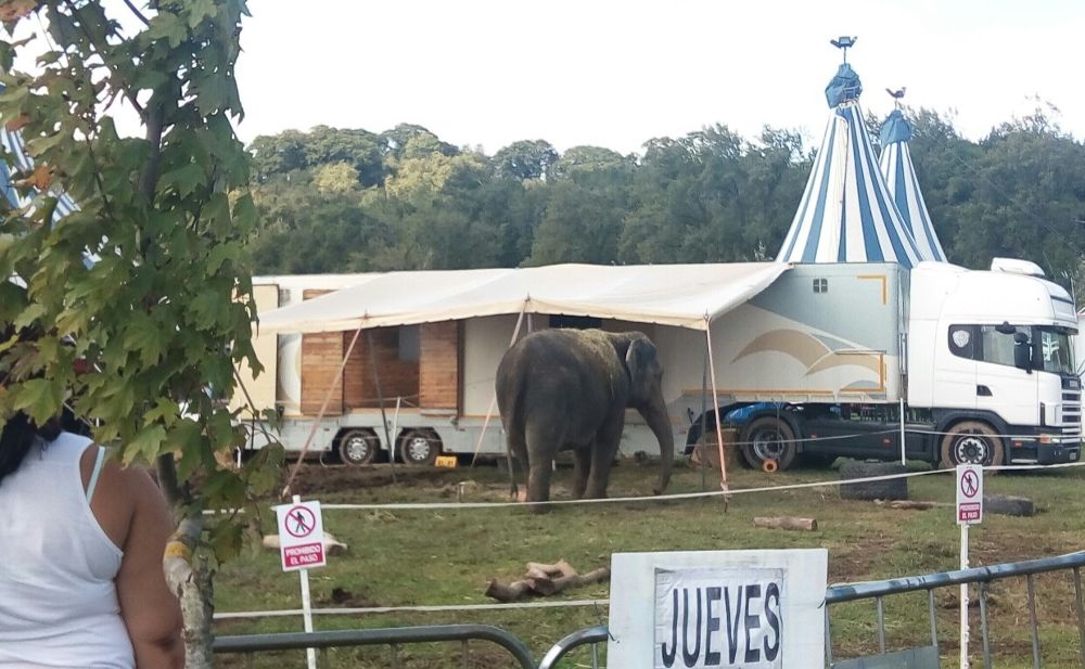 Un circo con animales.