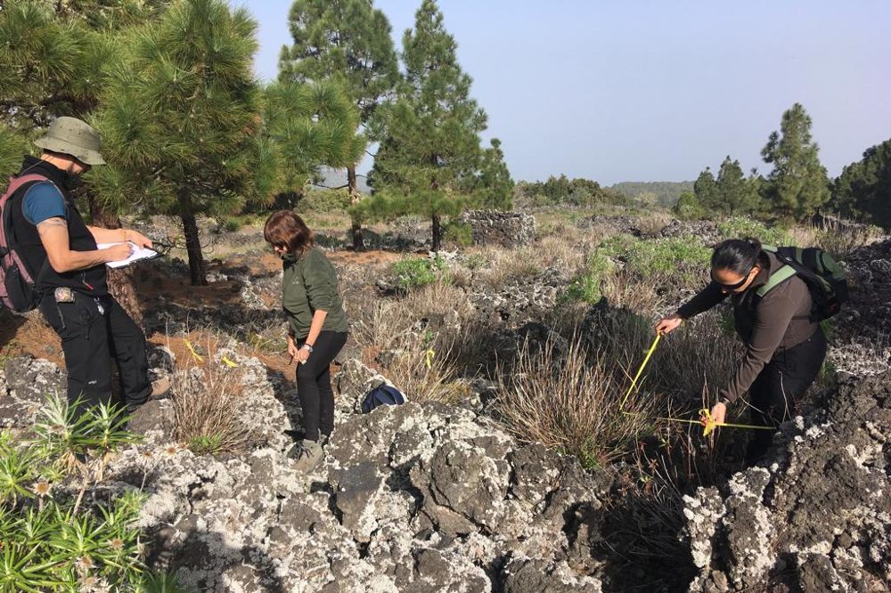 Operarios de Medio Ambiente del Cabildo examinando flora invasora en la isla.