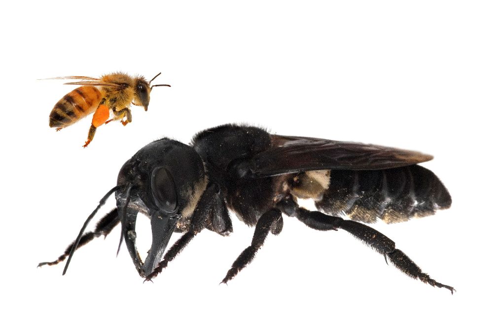 La abeja más grande del mundo es cuatro veces mas voluminosa que una abeja europea. 