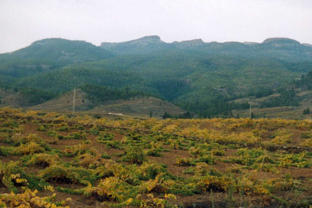 Una vista del paraje de Trevejos, en Vilaflor.