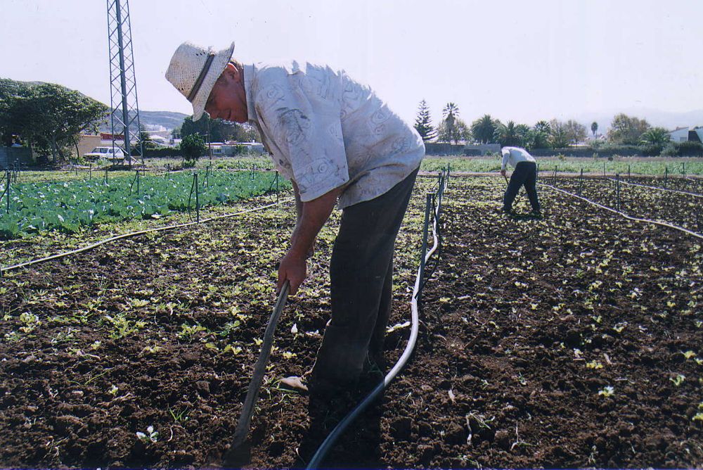Un agricultor haciendo labores agrícolas en un terreno de regadío.