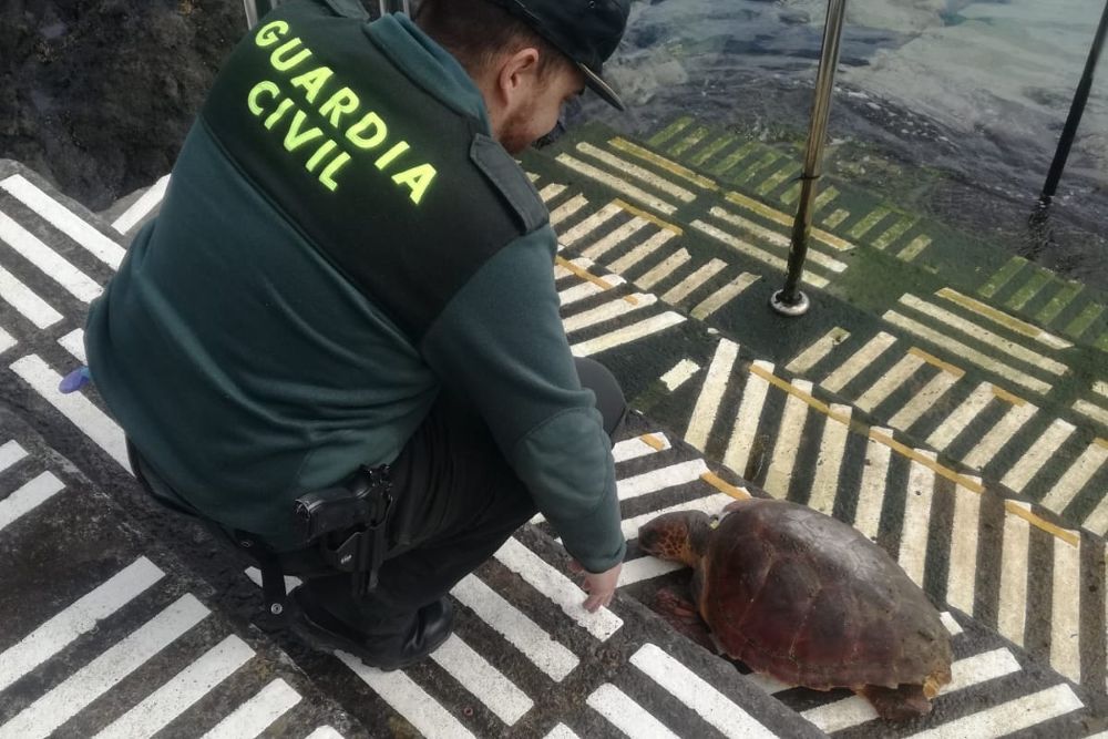 Un agente de la Guardia Civil junto a la tortuga muerta.