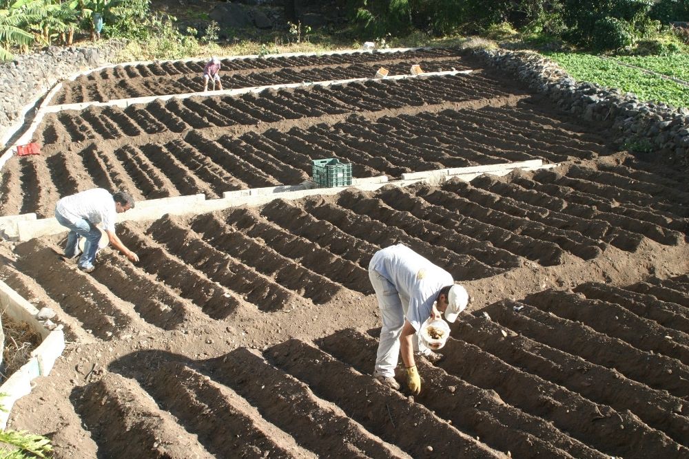 Trabajo agrícola en Canarias en una imagen de archivo.
