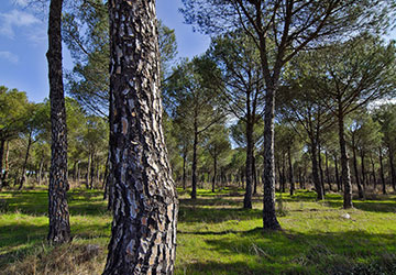 Doñana. Foto: Jorge Sierra, WWF España.